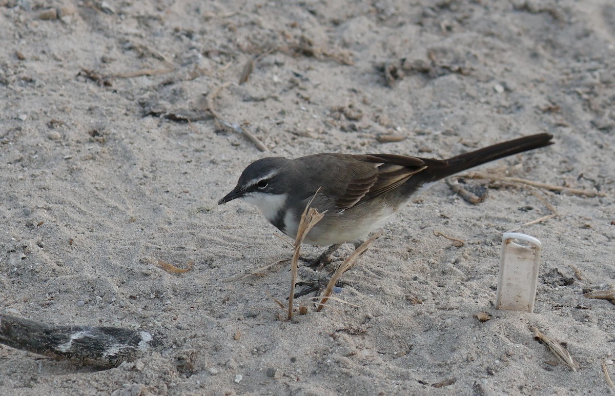 Cape Wagtail - ML620736804