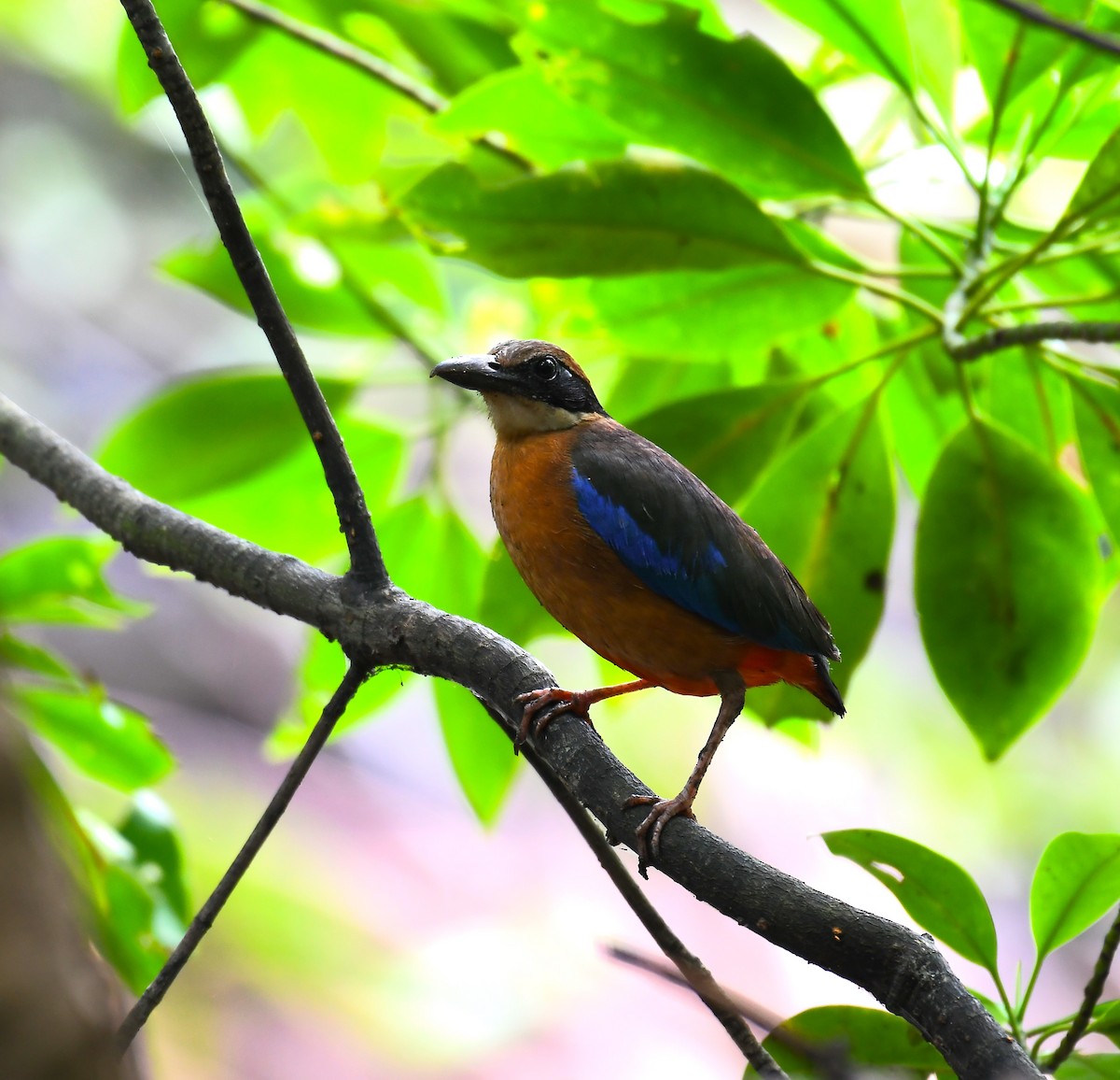 Mangrovepitta - ML620736813