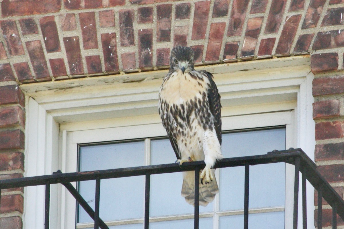 Red-tailed Hawk - ML620736814