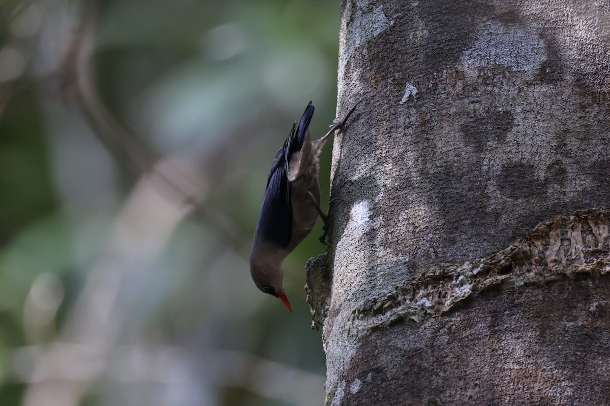 Velvet-fronted Nuthatch - ML620736815
