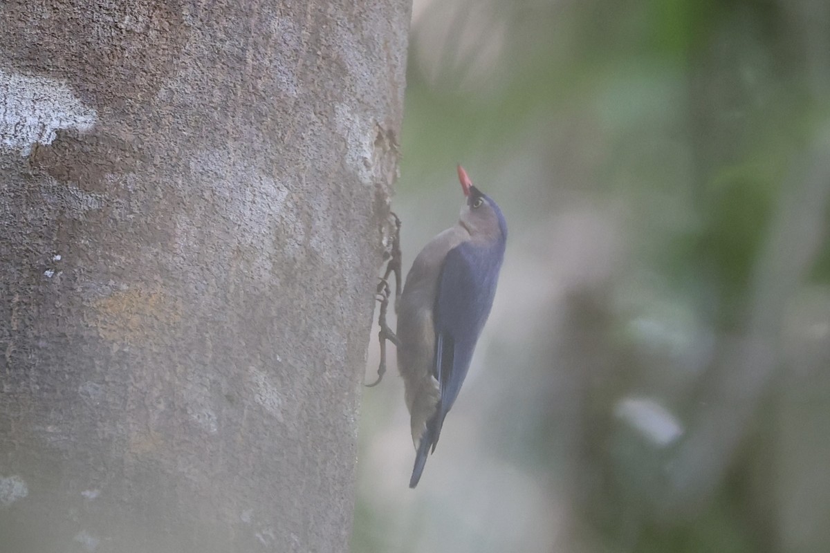 Velvet-fronted Nuthatch - ML620736816