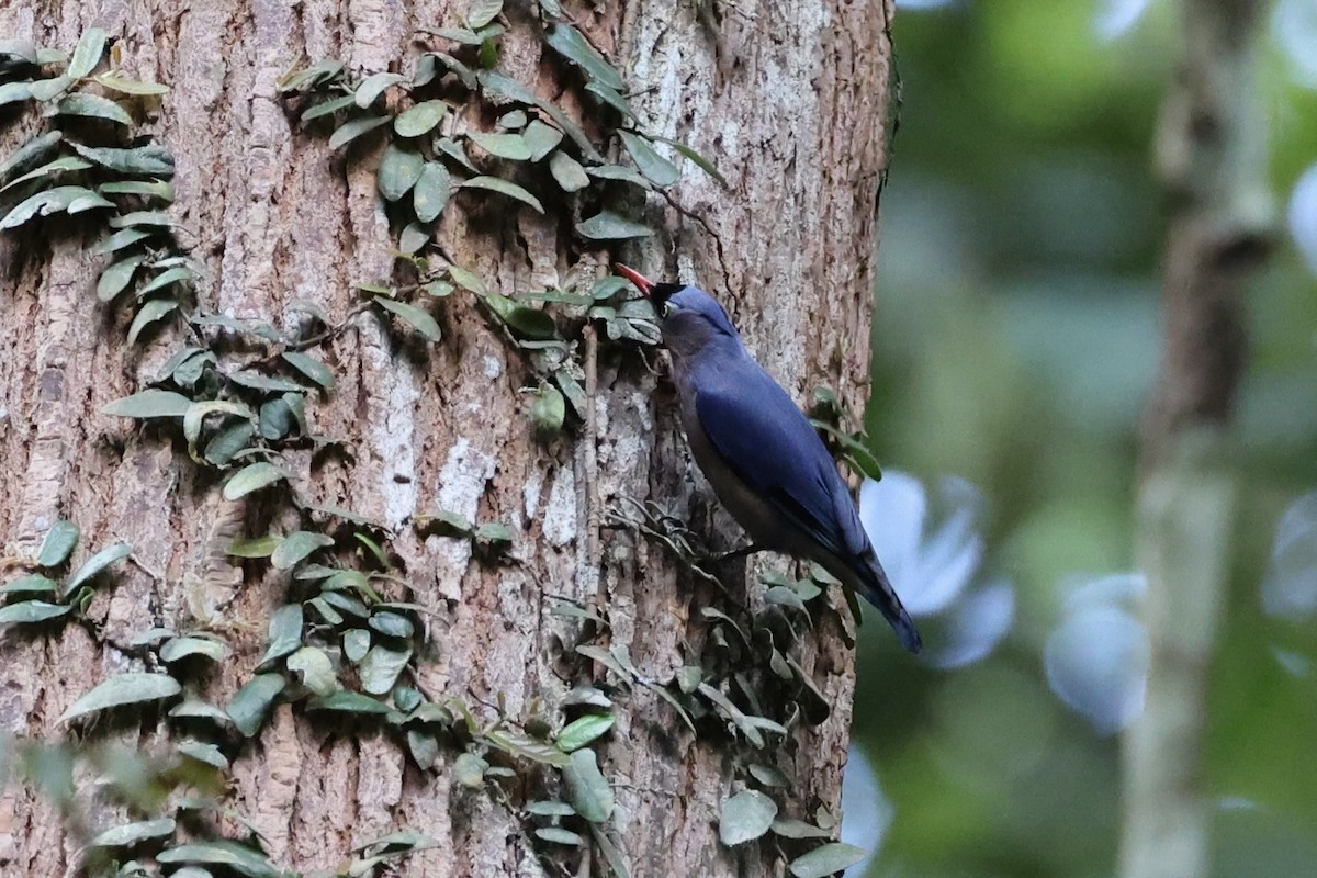 Velvet-fronted Nuthatch - ML620736818