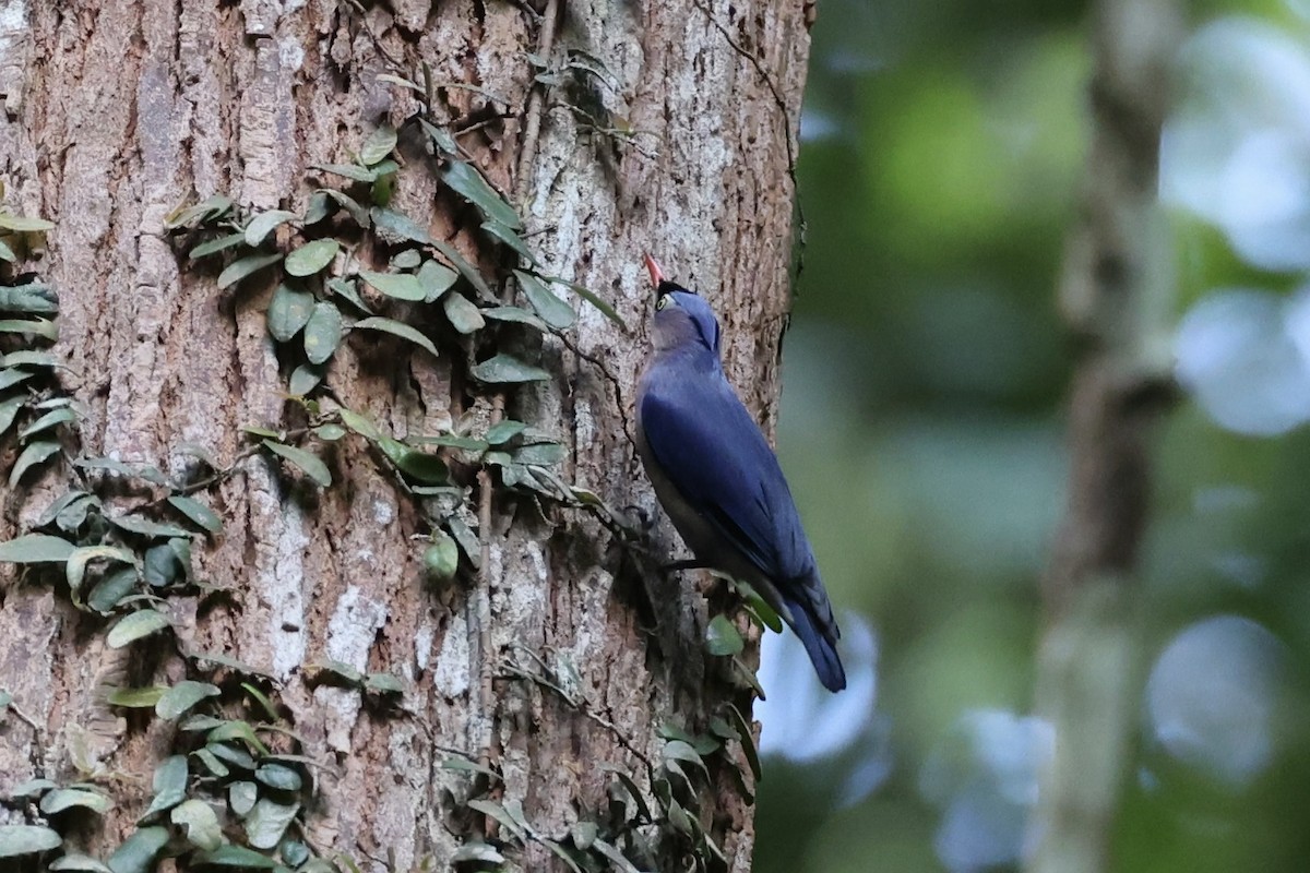 Velvet-fronted Nuthatch - ML620736819