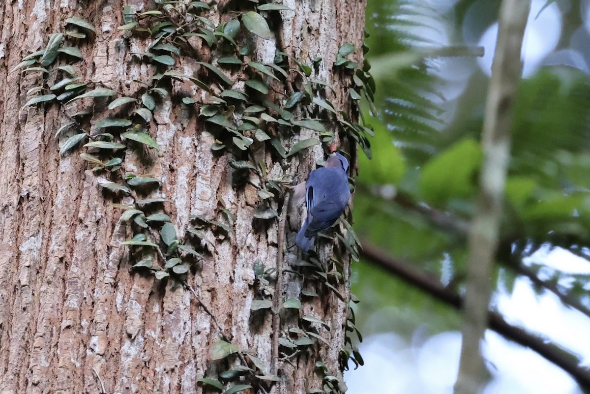 Velvet-fronted Nuthatch - ML620736820