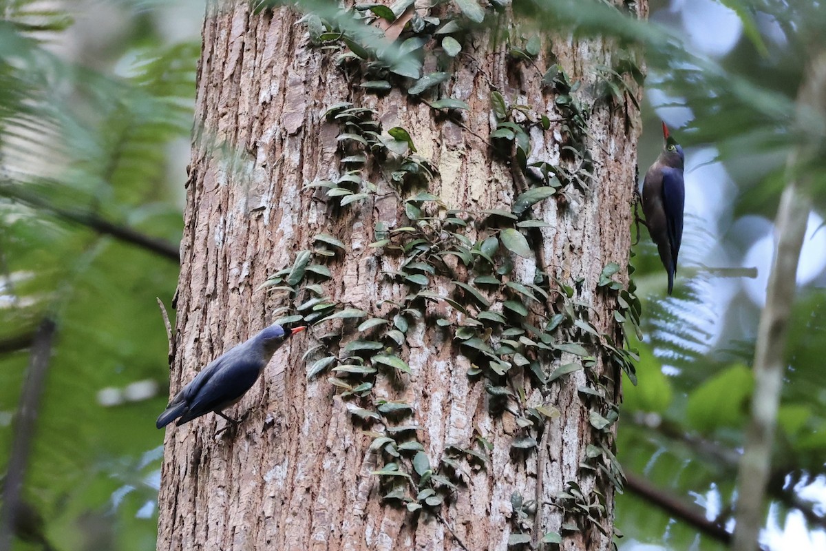 Velvet-fronted Nuthatch - ML620736822