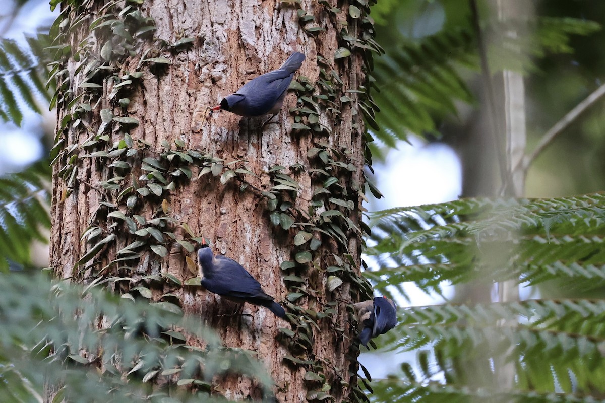 Velvet-fronted Nuthatch - ML620736823