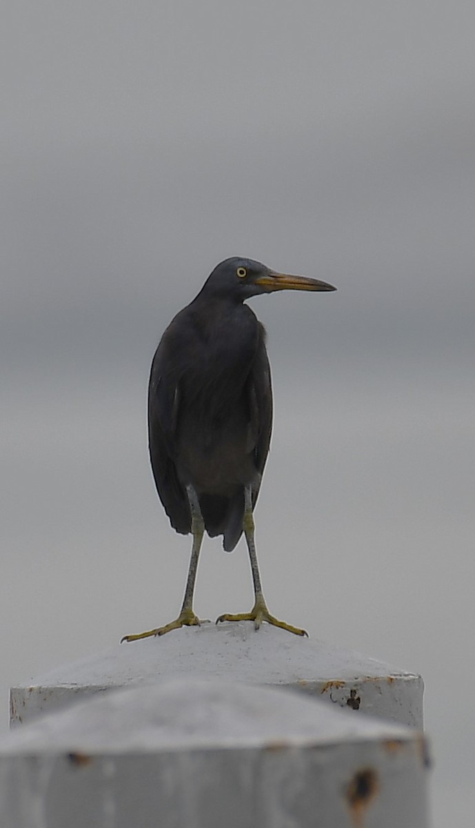 Pacific Reef-Heron - ML620736825