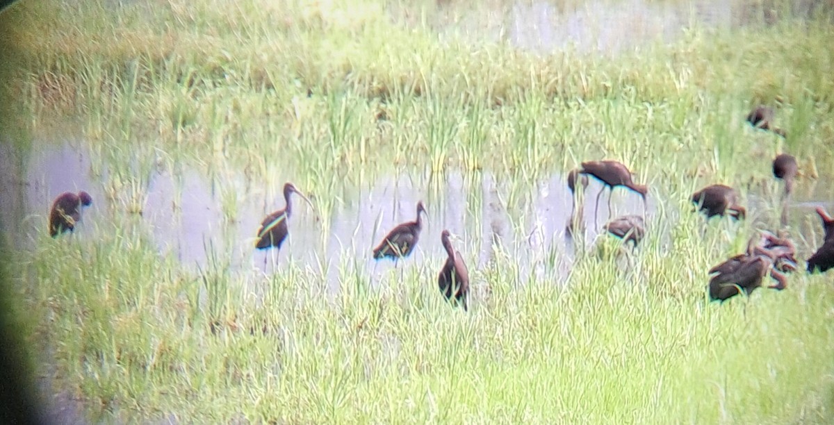 Glossy Ibis - ML620736826