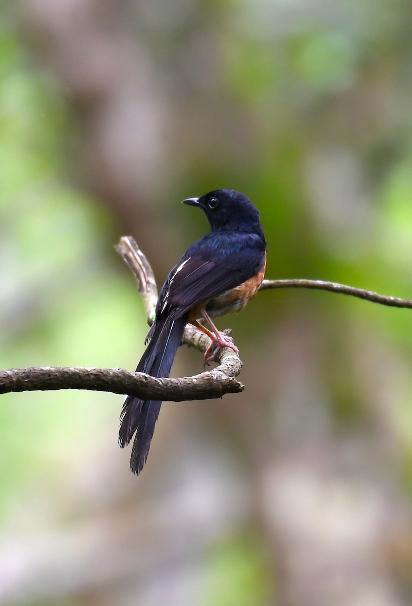 White-rumped Shama - ML620736831