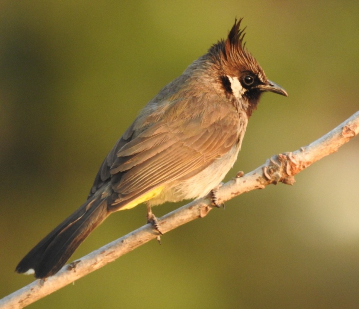 Bulbul à joues blanches - ML620736833