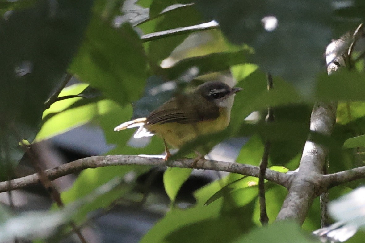 Yellow-bellied Warbler - ML620736834