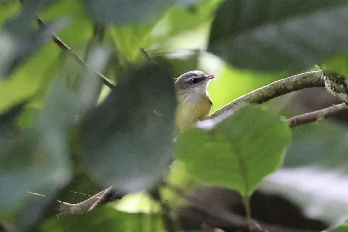 Yellow-bellied Warbler - ML620736835
