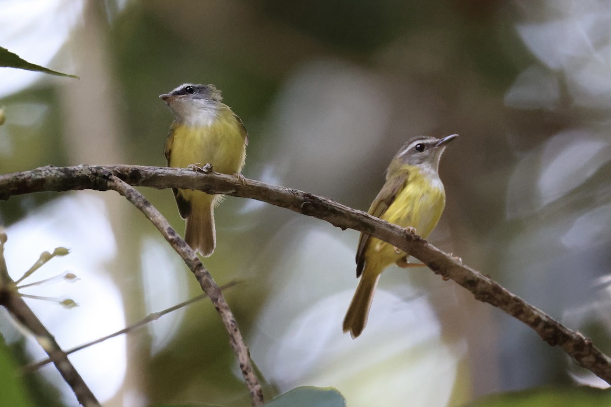 Yellow-bellied Warbler - ML620736837