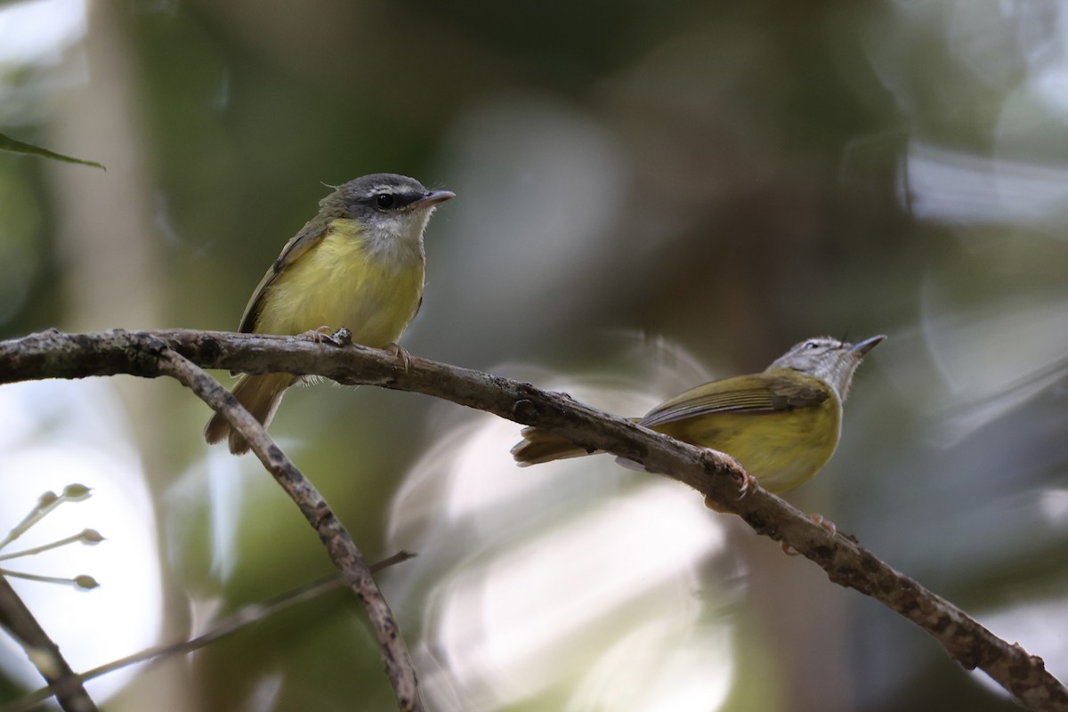 Yellow-bellied Warbler - ML620736838