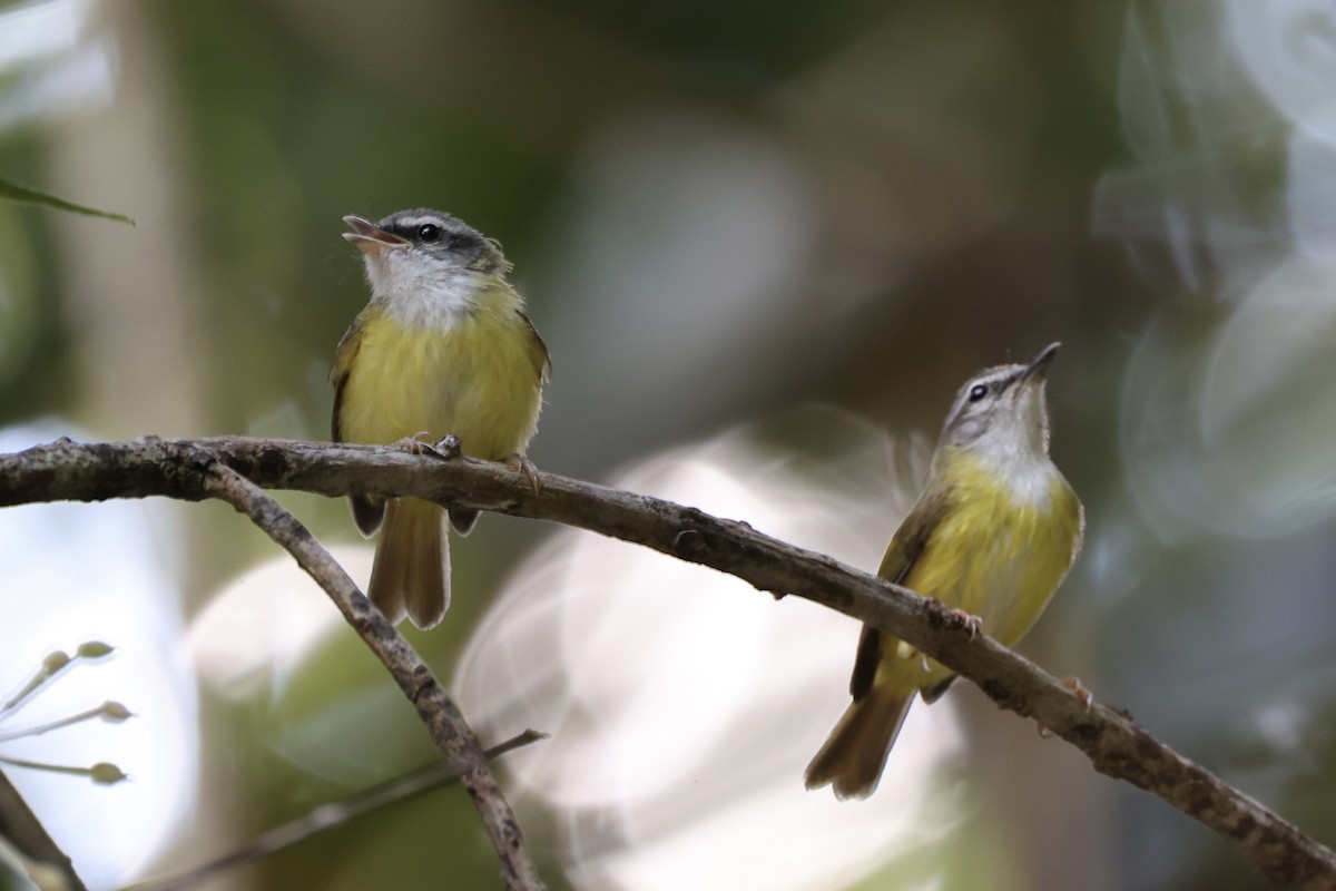 Yellow-bellied Warbler - Andrew William