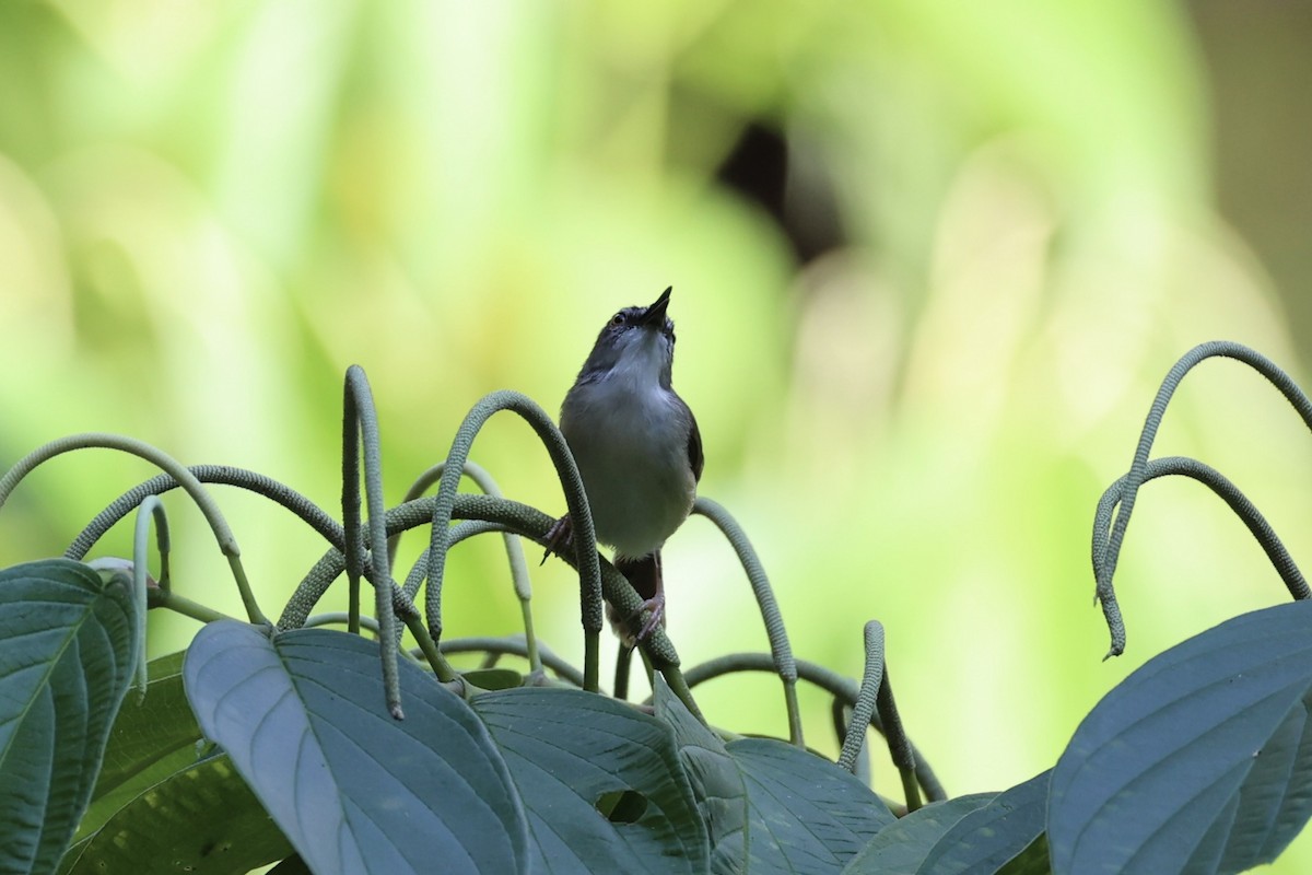 brunryggprinia - ML620736843