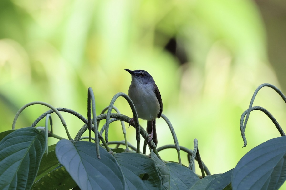 Rufescent Prinia - ML620736844