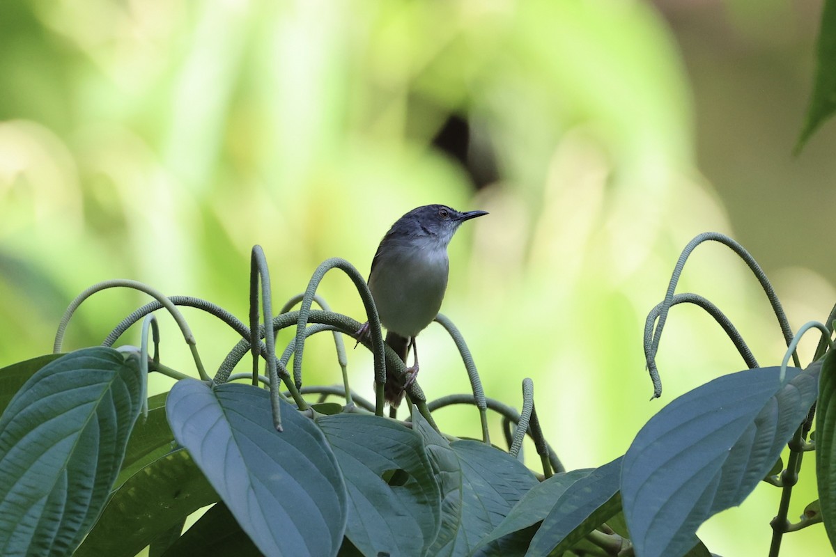 brunryggprinia - ML620736846