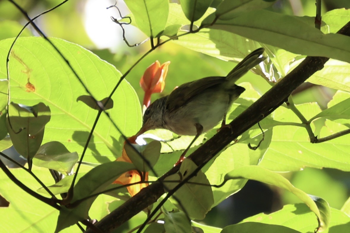 Common Tailorbird - Andrew William