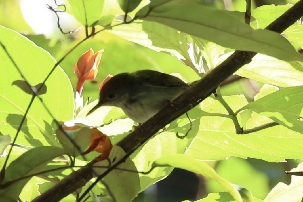 Common Tailorbird - Andrew William