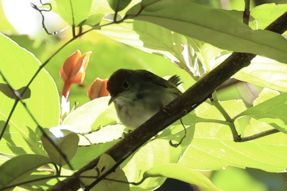 Common Tailorbird - ML620736852