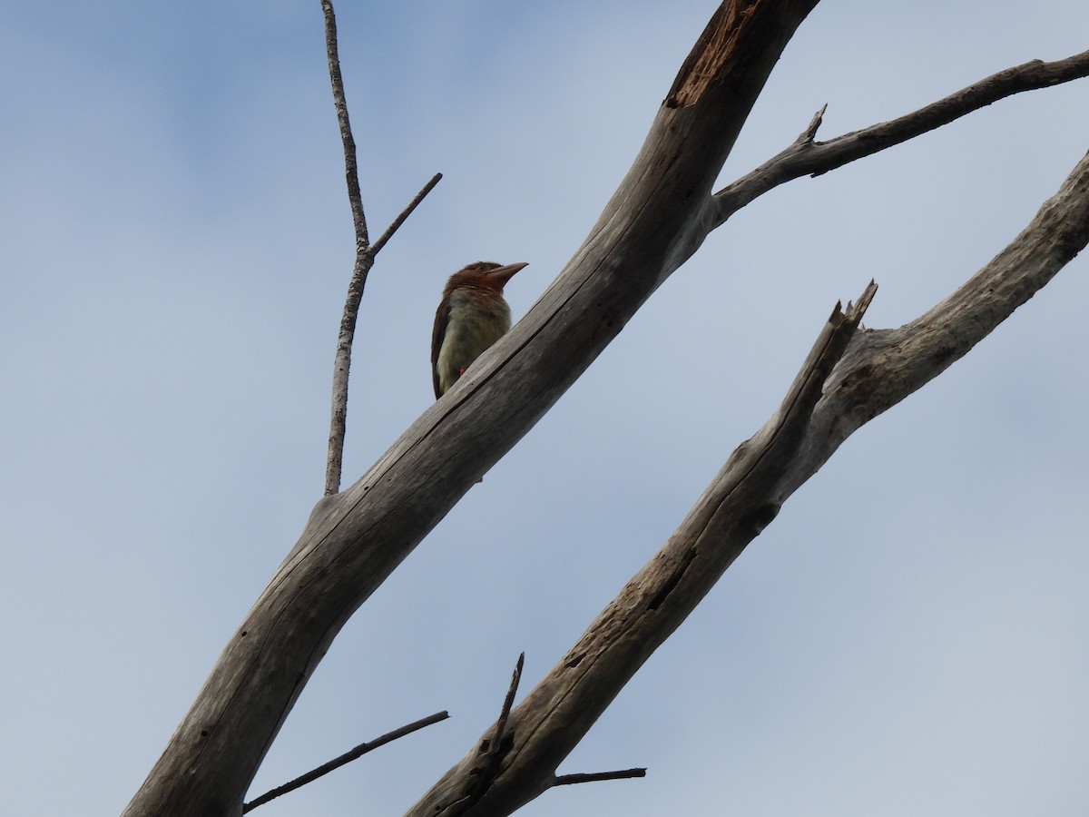 Brown Barbet - ML620736854