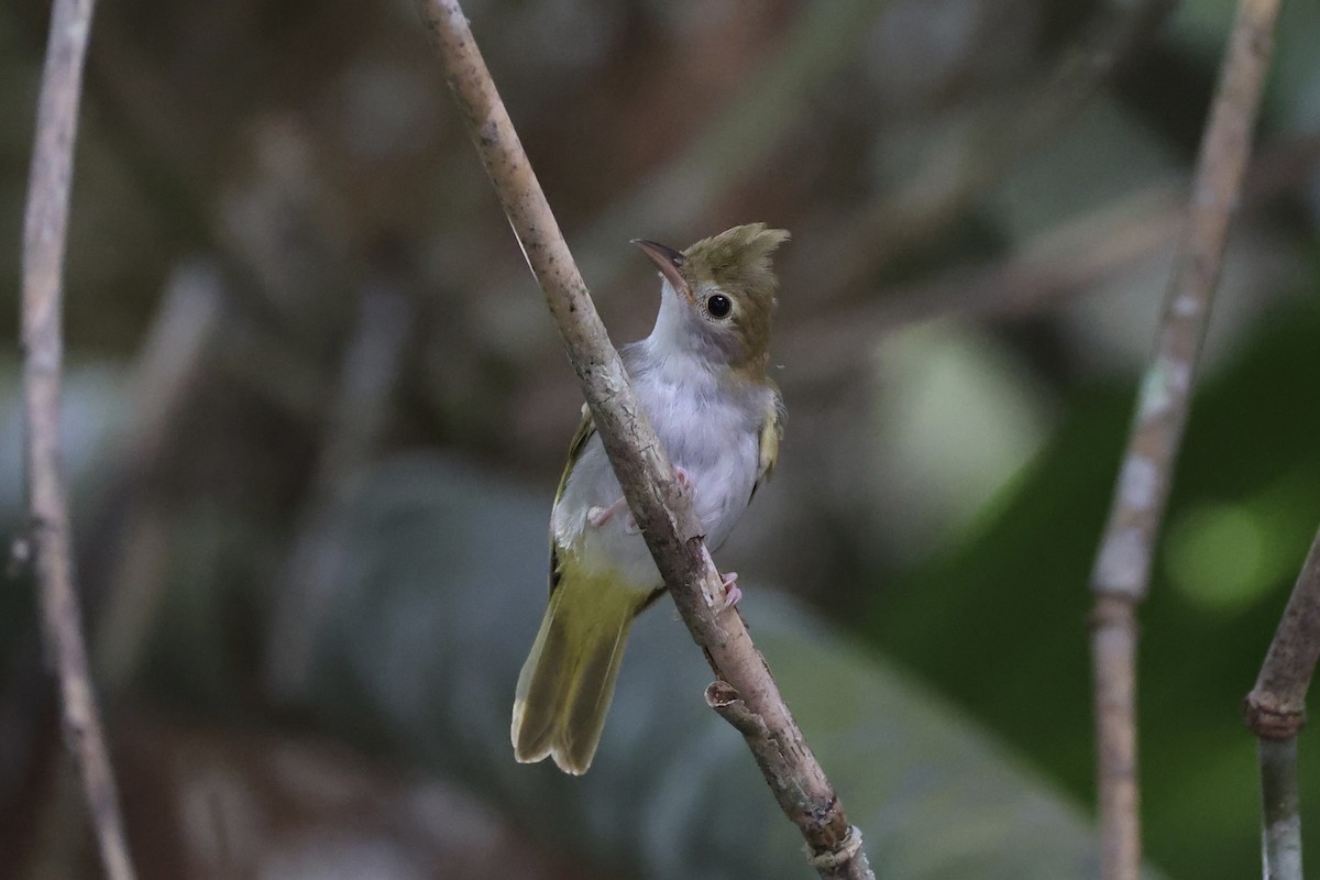 White-bellied Erpornis - ML620736856