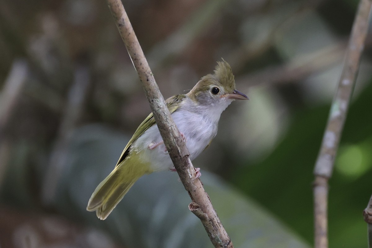 White-bellied Erpornis - ML620736857