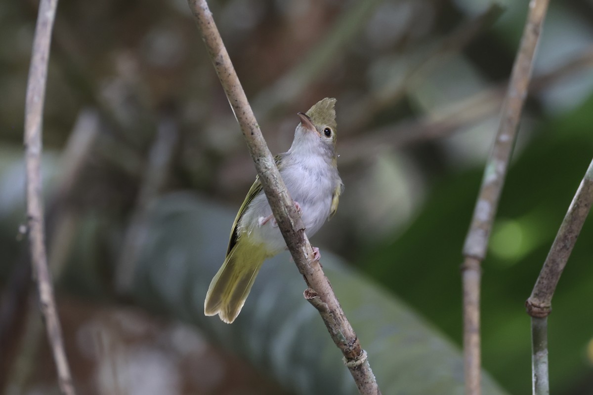 White-bellied Erpornis - ML620736858