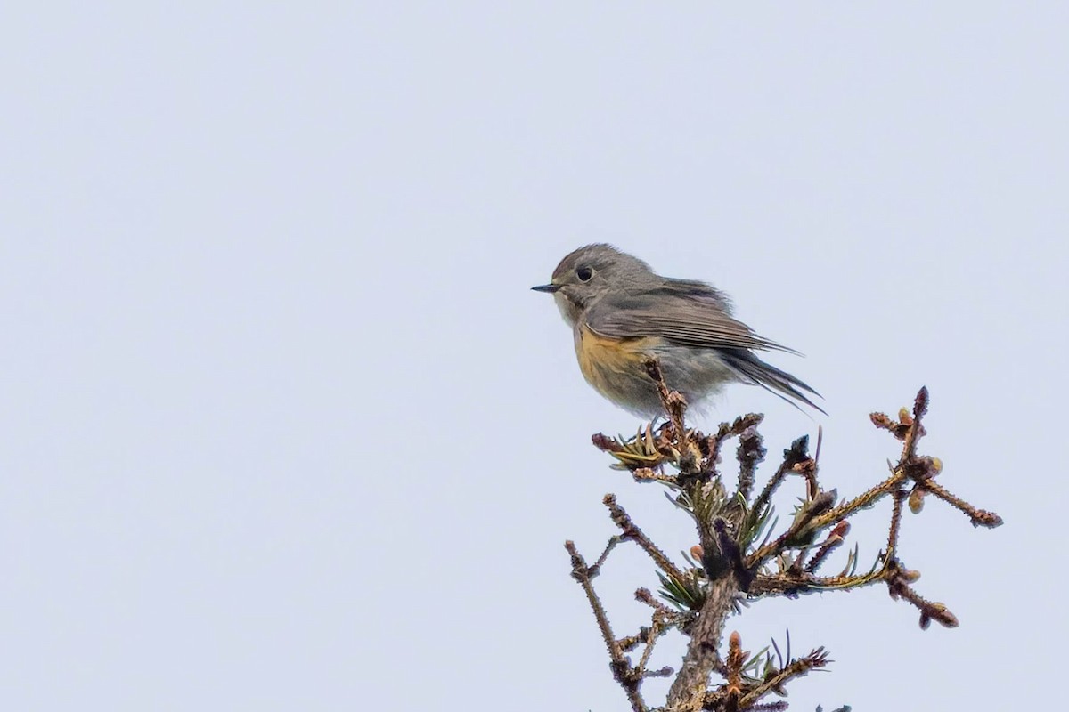 Red-flanked Bluetail - ML620736859