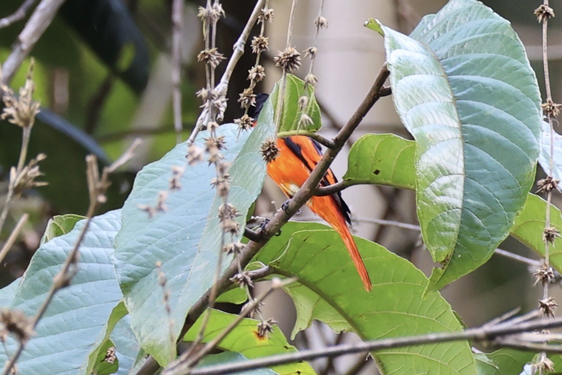 Scarlet Minivet - ML620736860