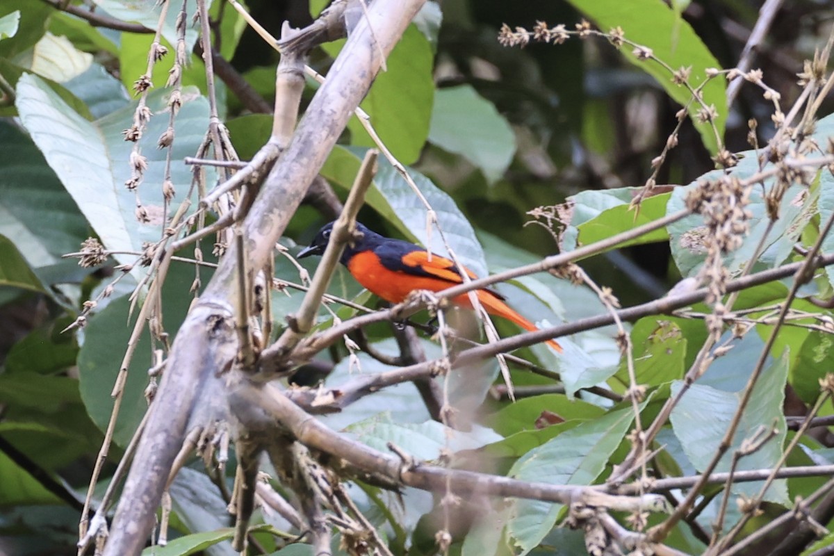 Scarlet Minivet - ML620736861