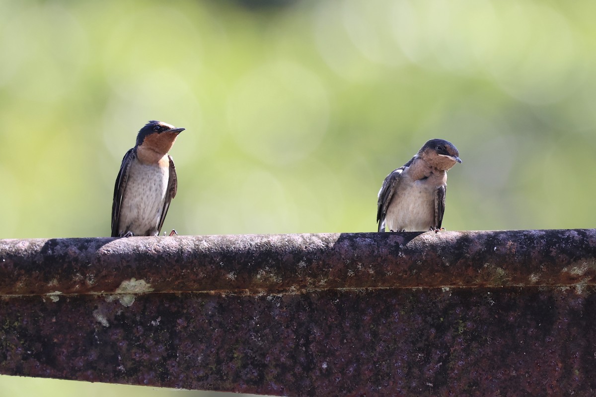 Pacific Swallow - ML620736862