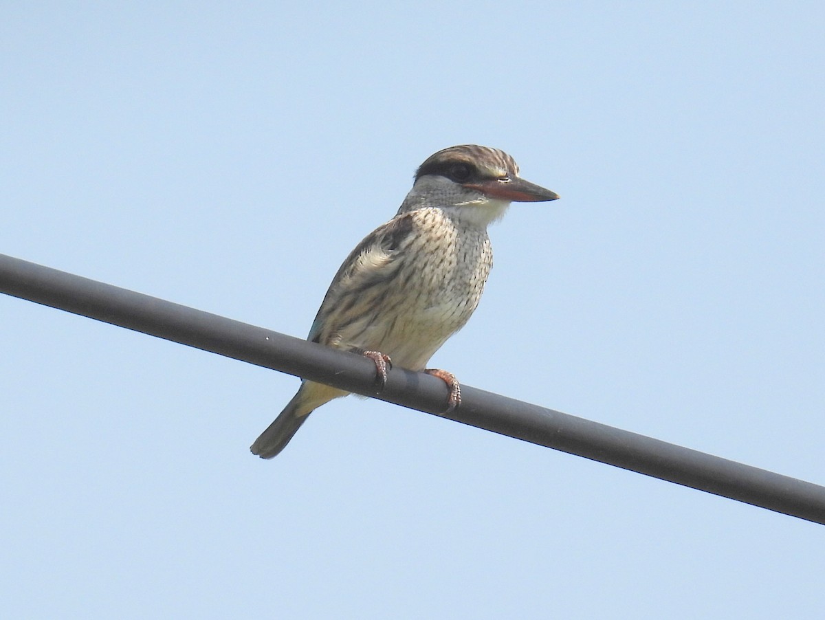 Striped Kingfisher - ML620736864