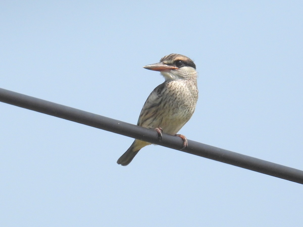 Striped Kingfisher - ML620736865