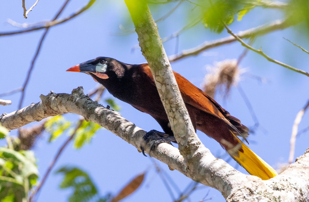 Montezuma Oropendola - ML620736866