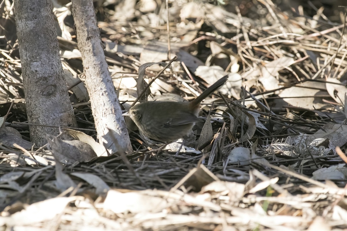 Chestnut-rumped Heathwren - ML620736868