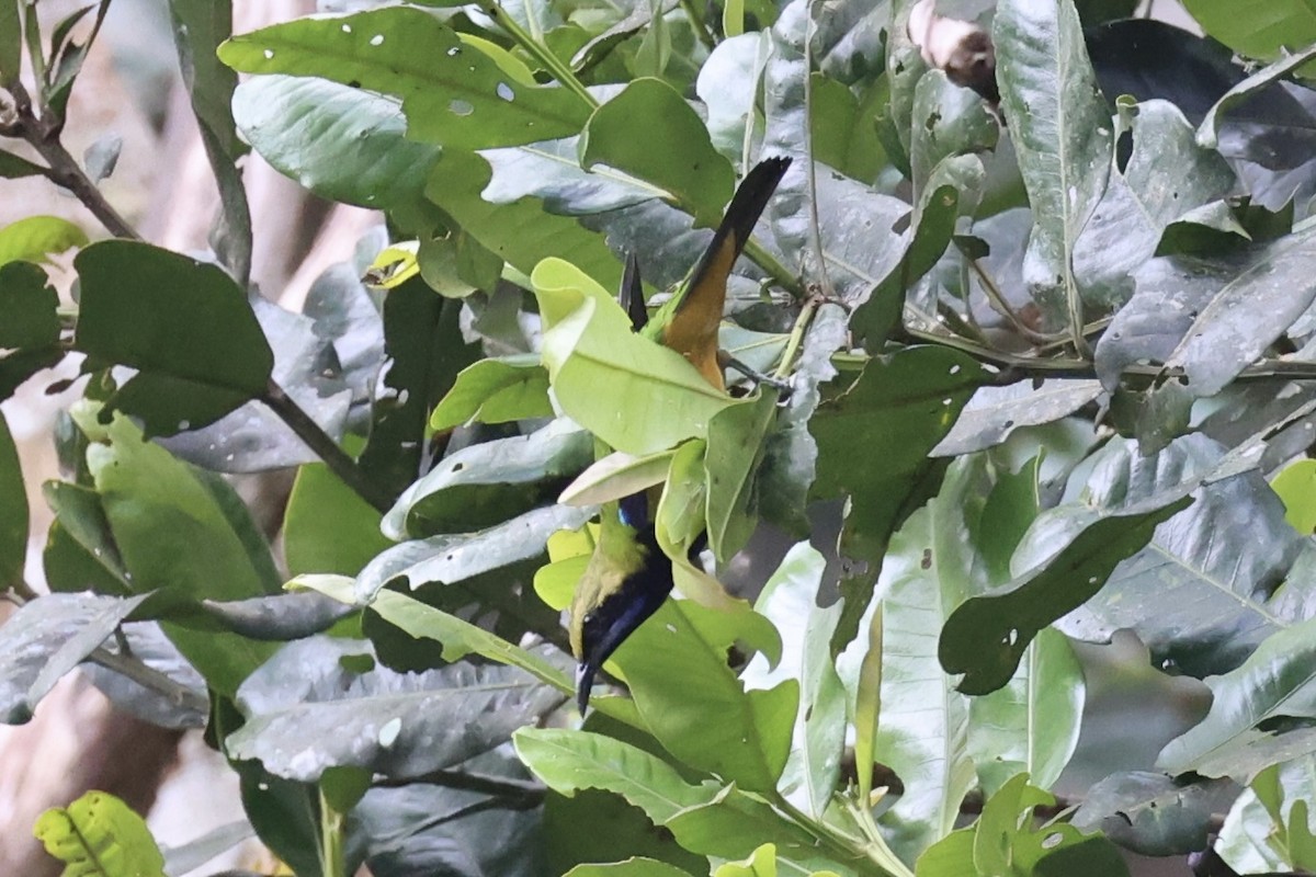 Orange-bellied Leafbird - Andrew William