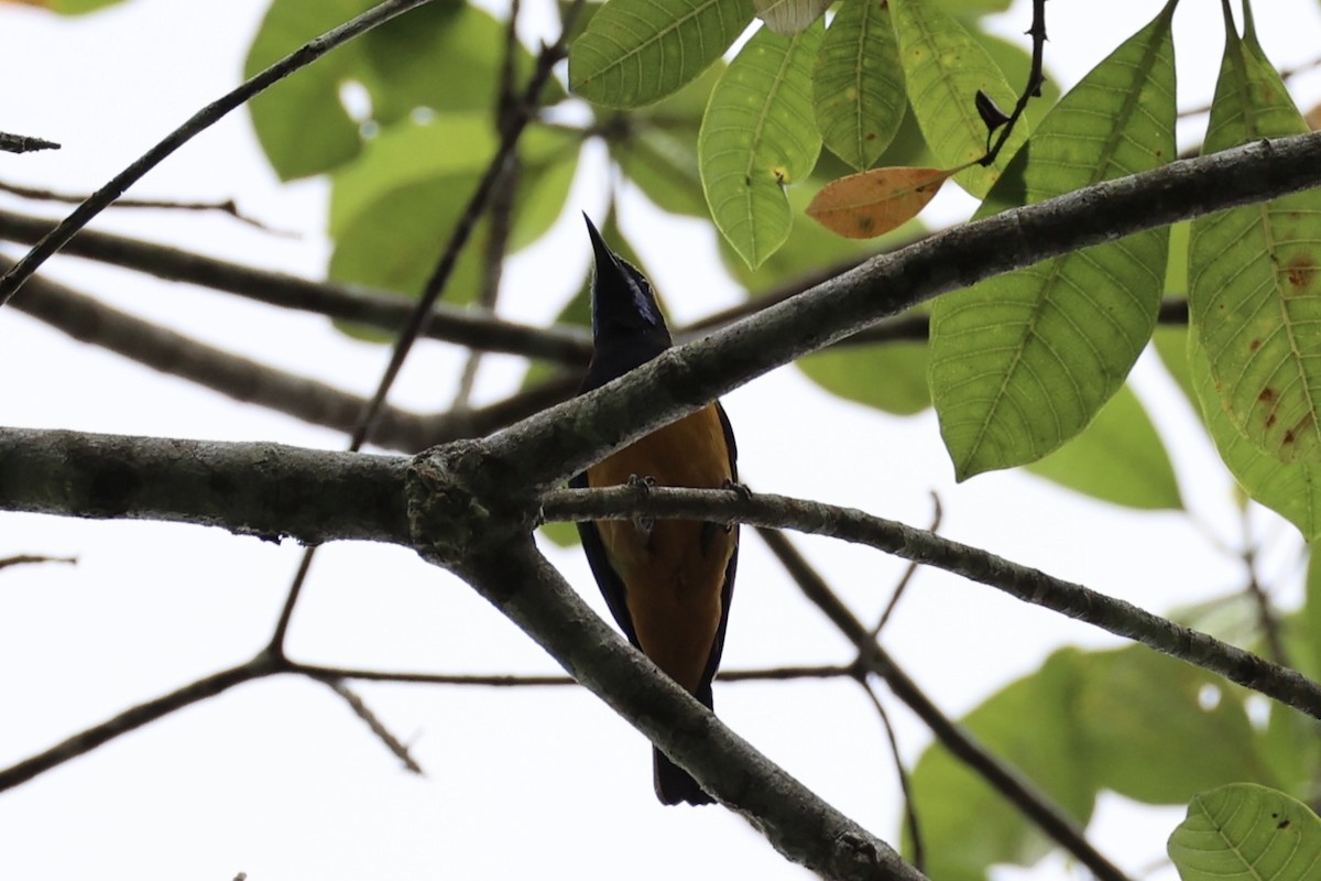 Orangebauch-Blattvogel - ML620736870