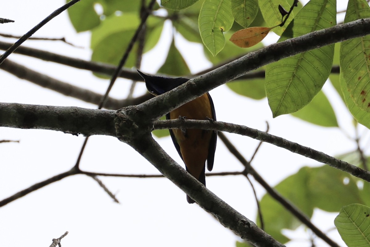 Orange-bellied Leafbird - ML620736871