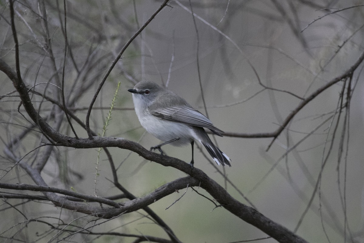 Western Gerygone - ML620736873