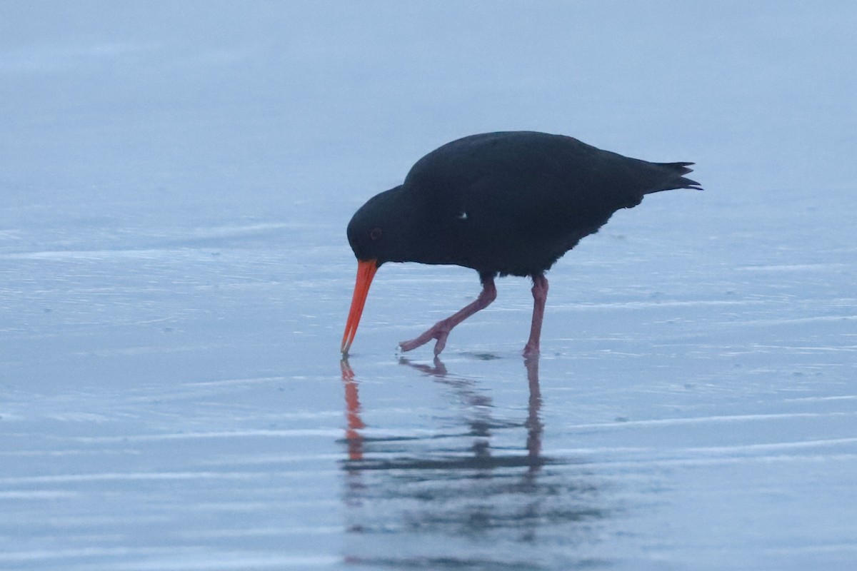 Variable Oystercatcher - ML620736874