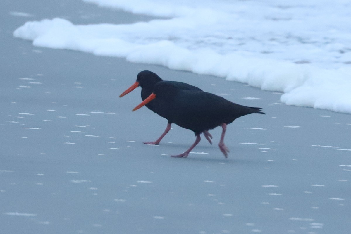 Variable Oystercatcher - ML620736875