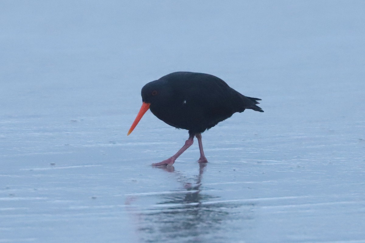 Variable Oystercatcher - ML620736876