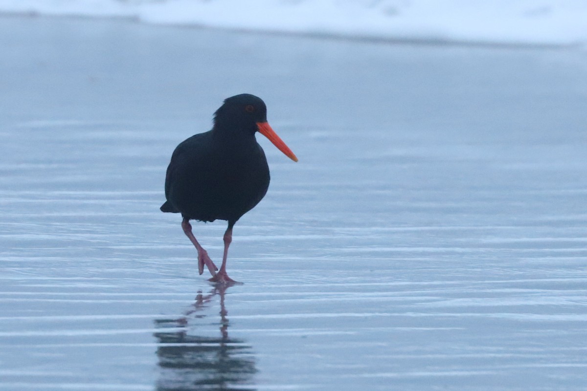 Variable Oystercatcher - ML620736877