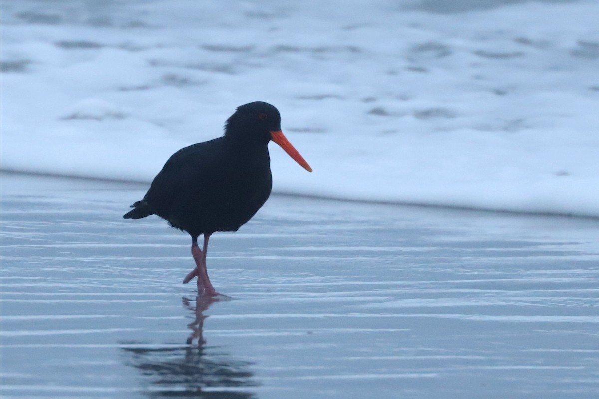 Variable Oystercatcher - ML620736878