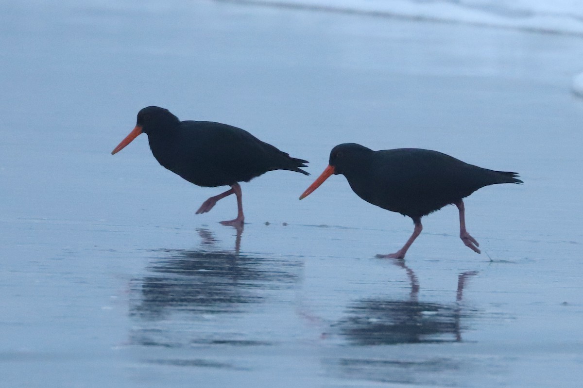 Variable Oystercatcher - ML620736879