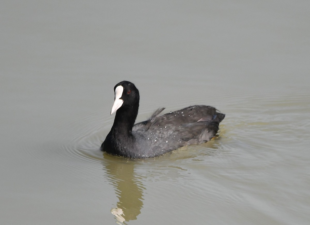 Eurasian Coot - ML620736880