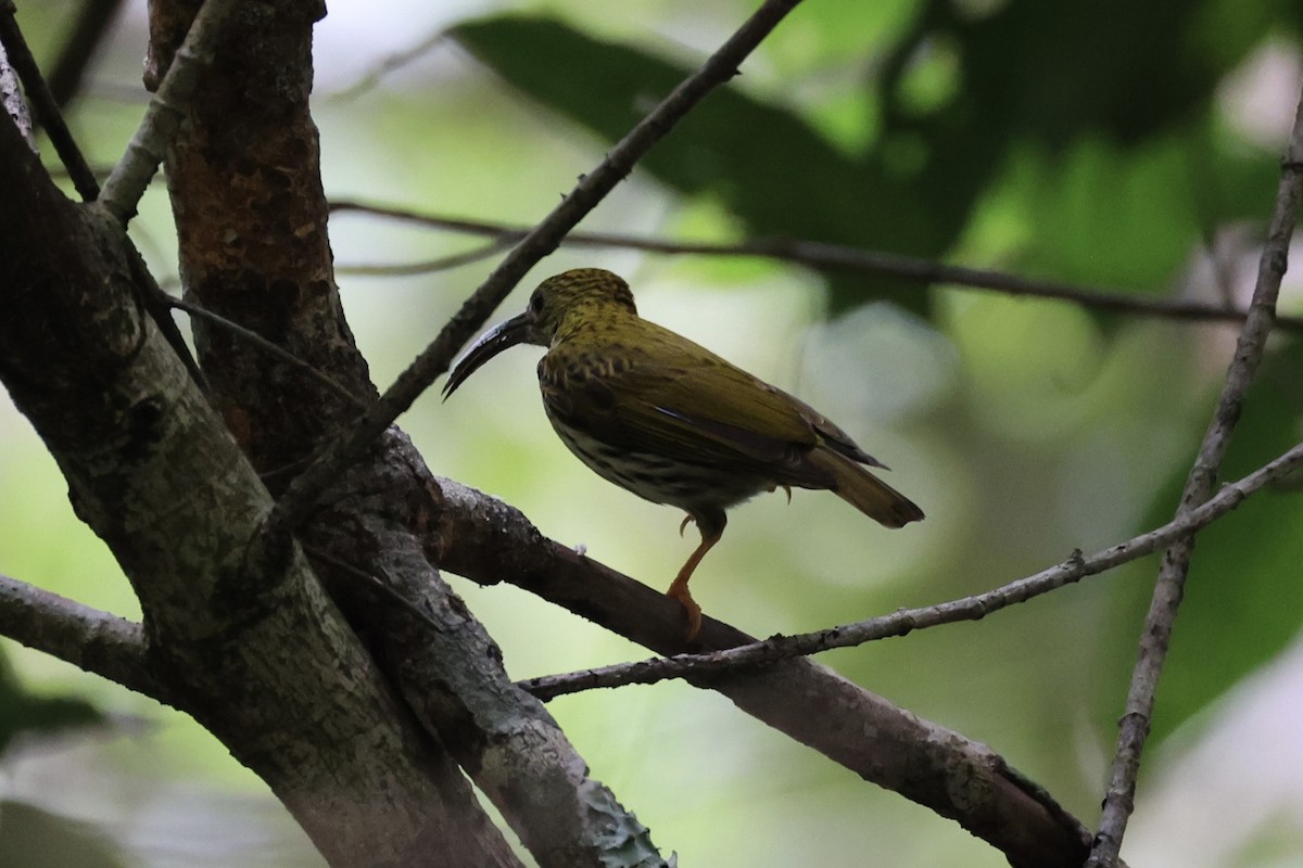 Streaked Spiderhunter - ML620736881