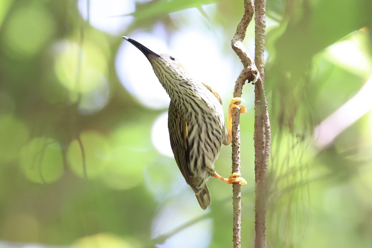 Streaked Spiderhunter - ML620736882